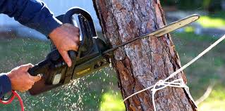 How Our Tree Care Process Works  in  Saukville, WI