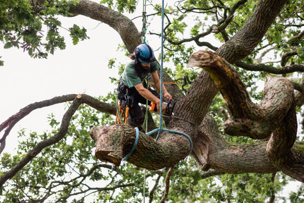 Reliable Saukville, WI Tree Services Solutions